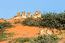 Löwen Gruppenbild - Kgalagadi Botswana