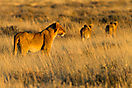 Namibia - Etosha Löwen