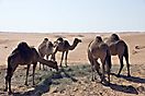 Kamelfütterung in Wahiba Sands
